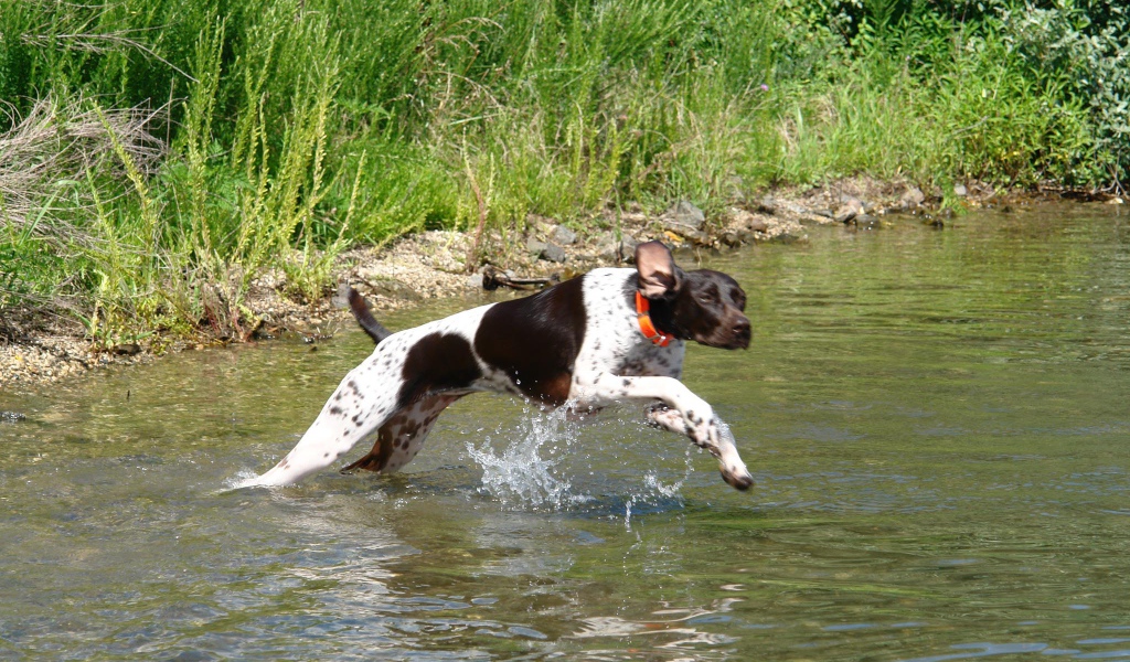 Пойнтер пересекает реку