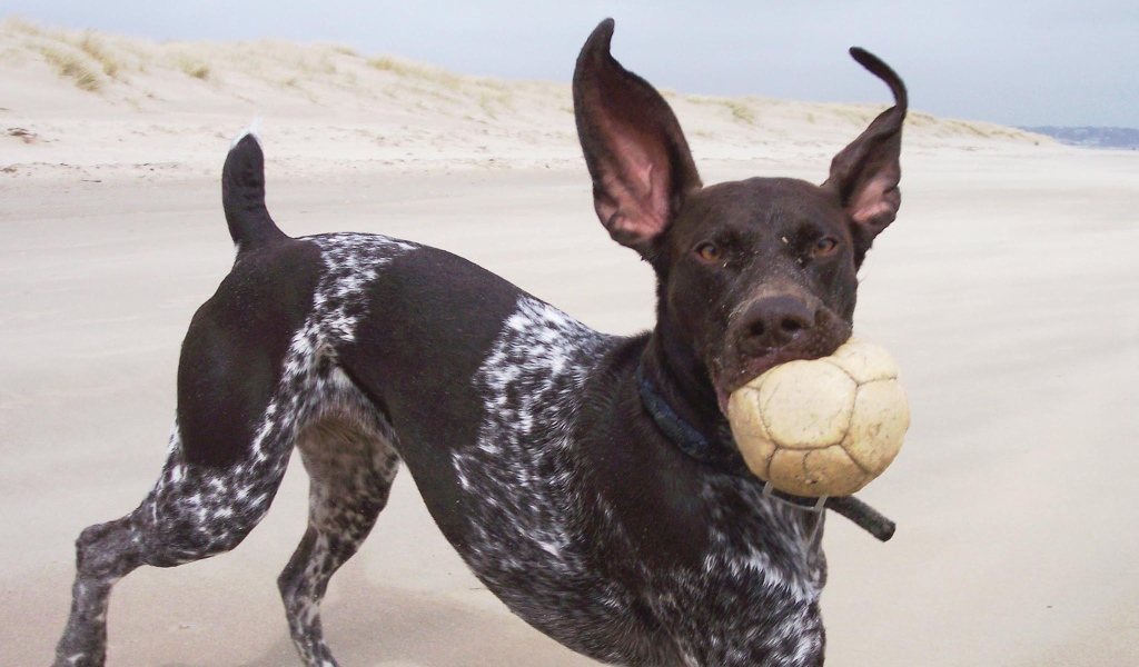 Пойнтер играет с мячом