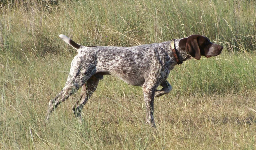 Пойнтер показывает путь