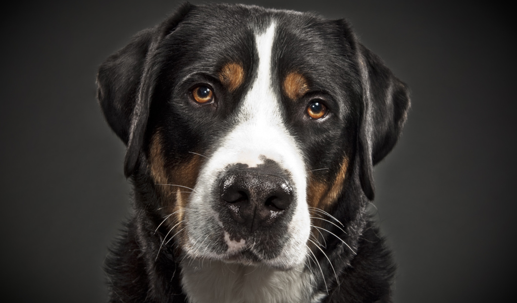 Портрет большого швейцарского зенненхунда