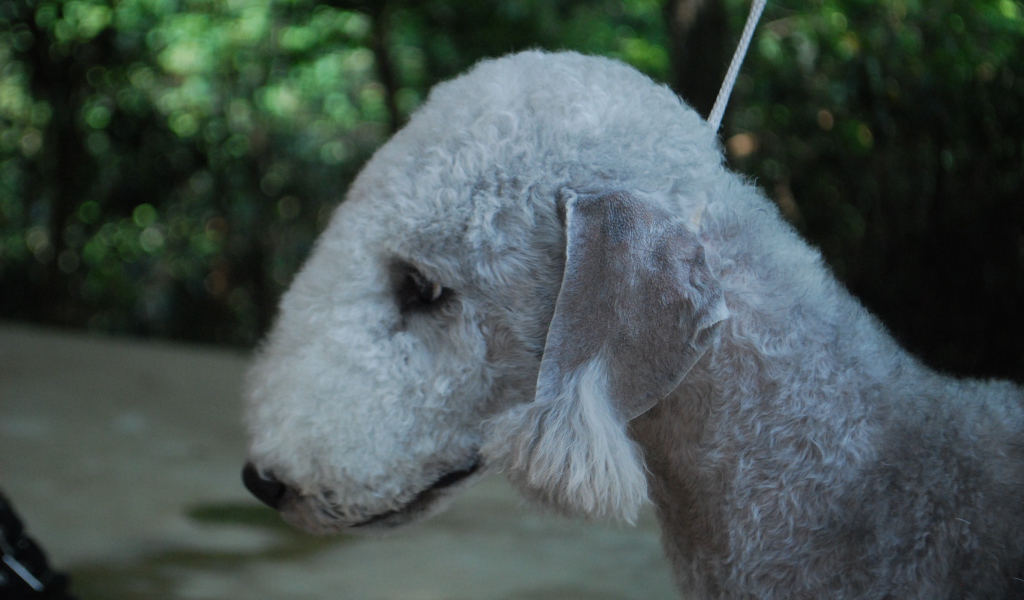 Портрет бедлингтон-терьера