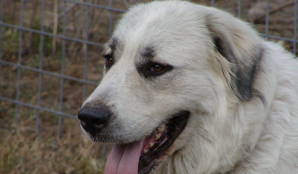 Портрет большой пиренейской собаки