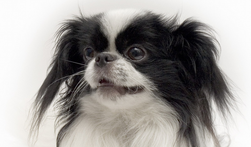 Портрет японского хина