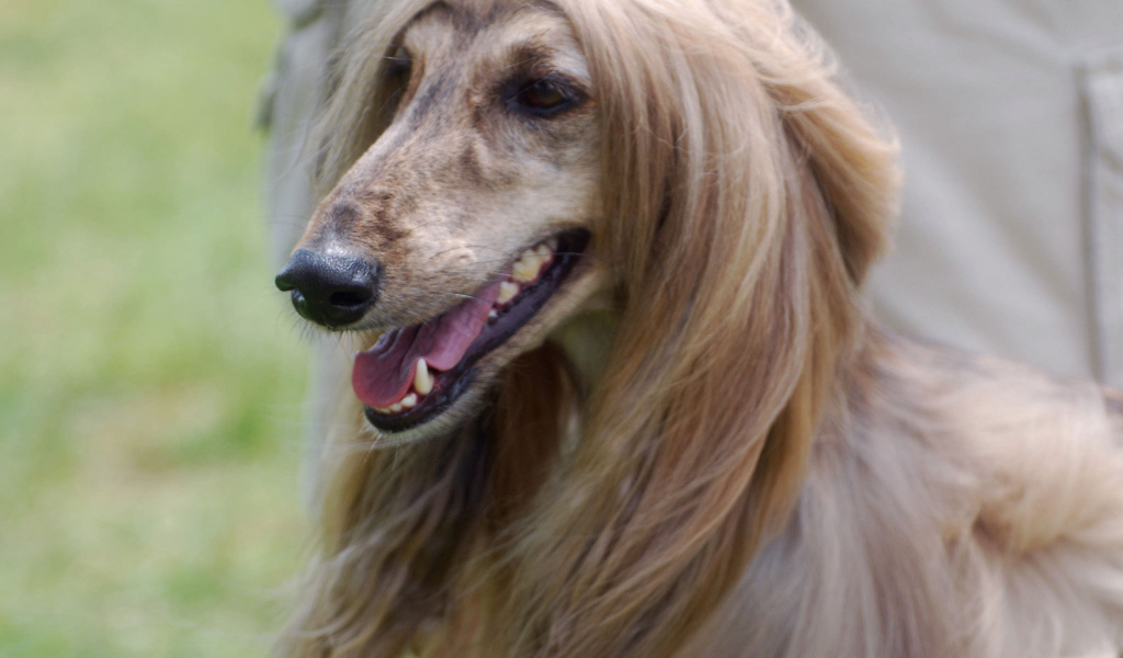 Portrait of a beautiful Afghan hound