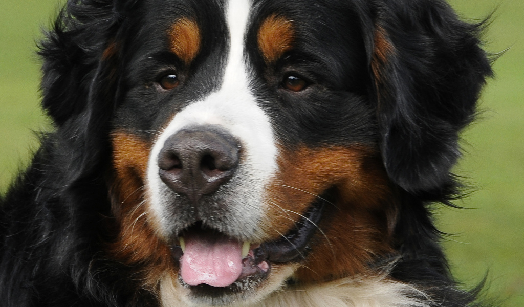 Портрет красивой бернской пастушьей собаки на фоне травы