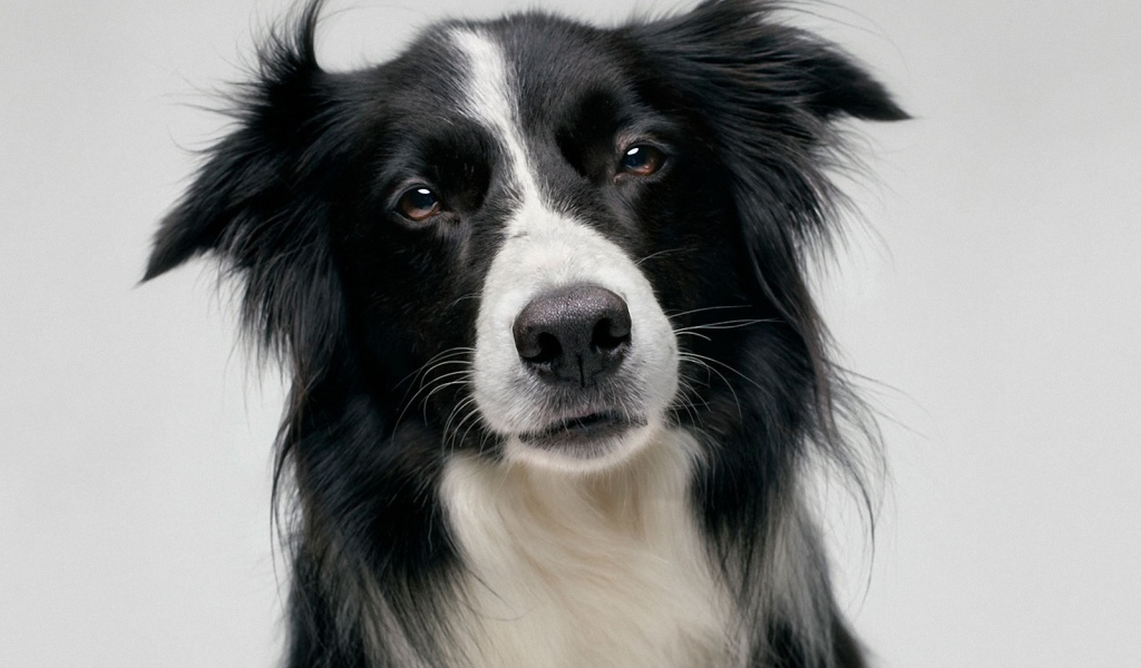 Портрет красивой бордер-колли на сером фоне