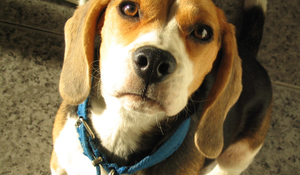 Портрет красивой собаки породы бигль