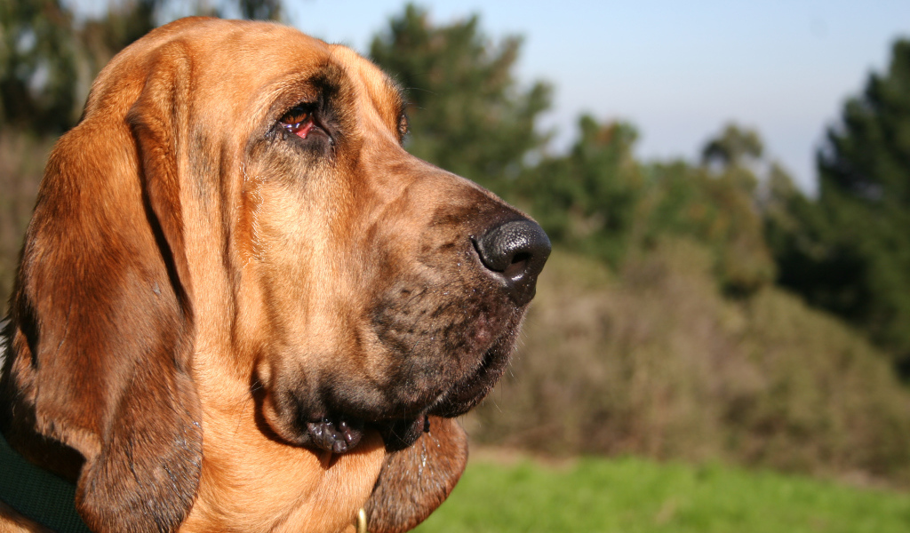 Портрет бладхаунда на фоне природы