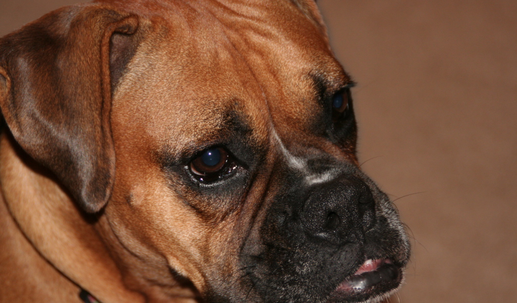 Портрет боксёра на коричневом фоне