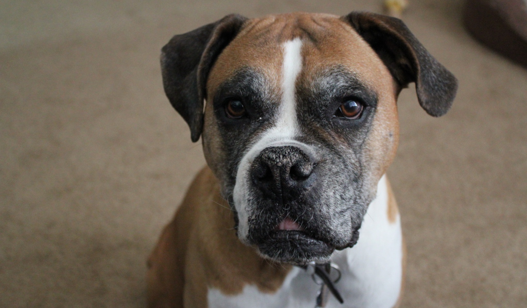 Портрет симпатичного боксёра