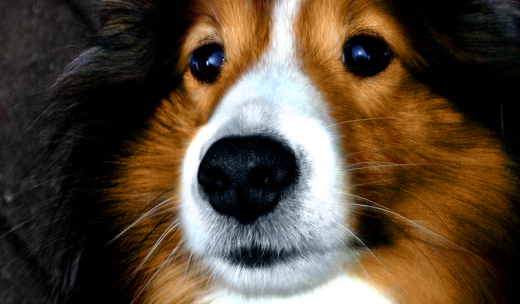 Портрет милой собаки породы шелти