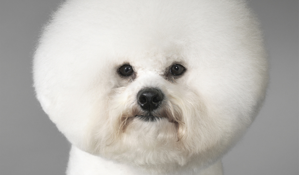 Портрет собаки породы бишон-фриз