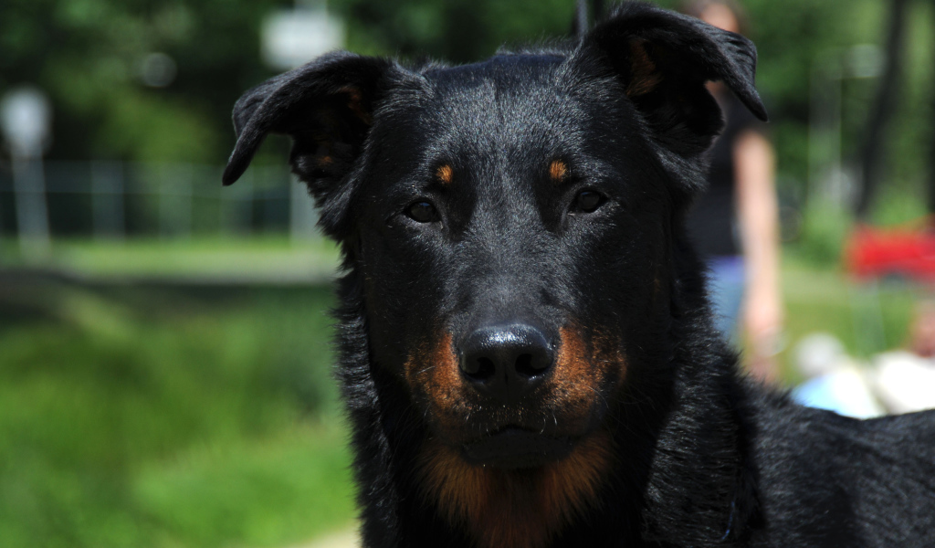 Портрет красивого босерона