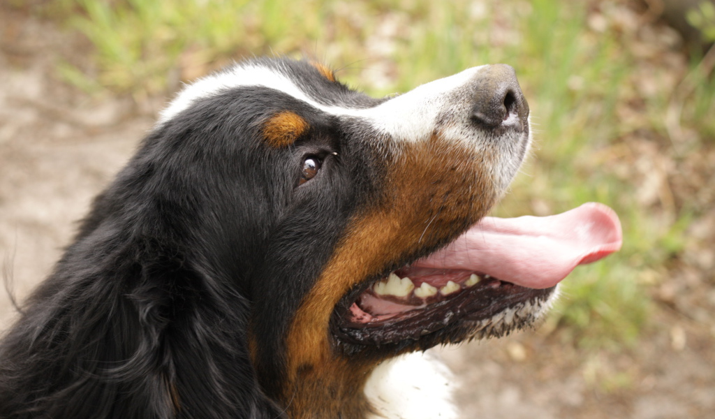 Портрет счастливой бернской пастушьей собаки