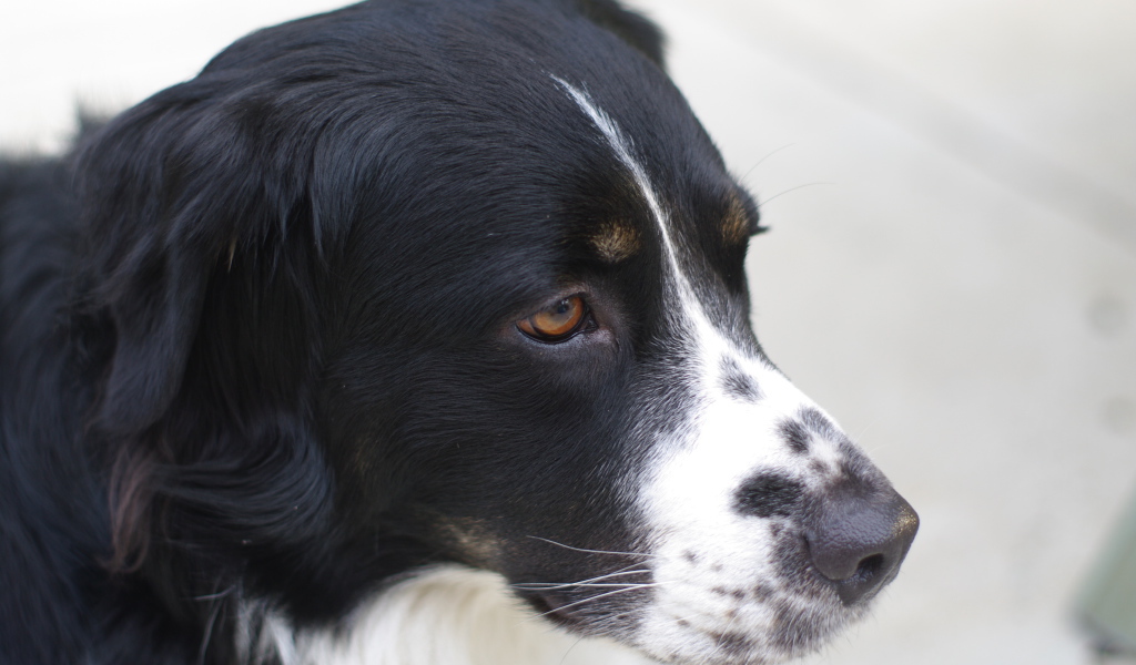 Портрет серьёзной бернской пастушьей собаки