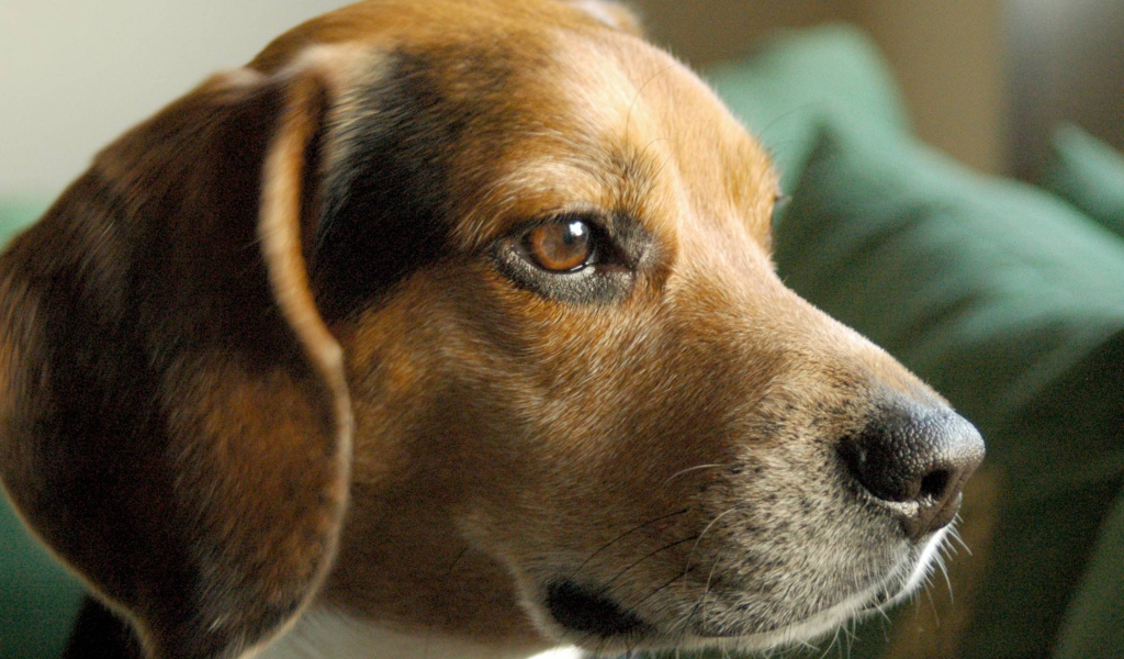 Портрет серьезной собаки породы бигль