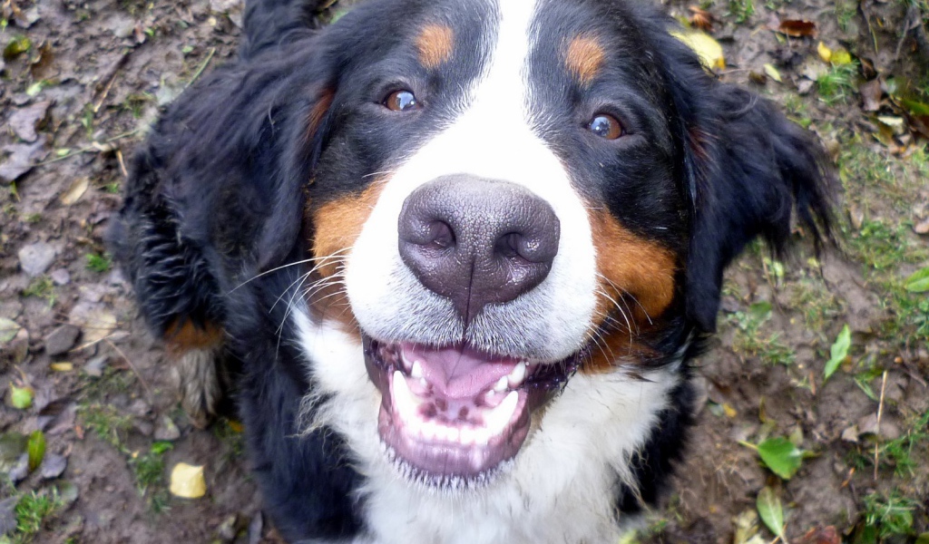 Портрет улыбающейся бернской пастушьей собаки