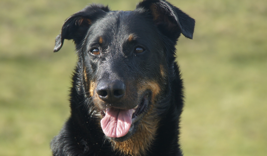 Портрет взрослого мокрого босерона