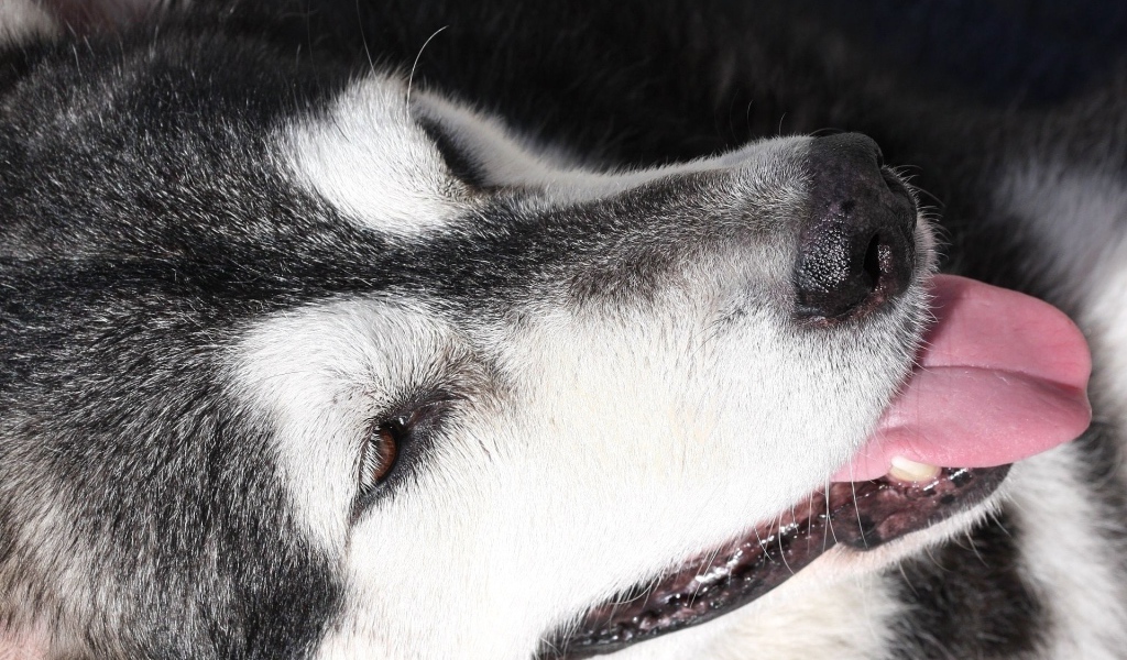 Портрет аляскинского маламута