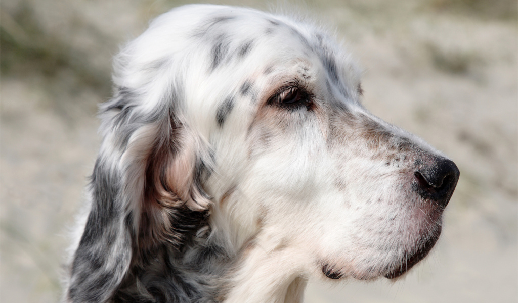 Портрет английского сеттера