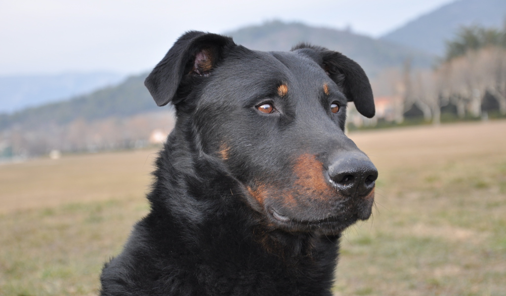 Портрет взрослого босерона