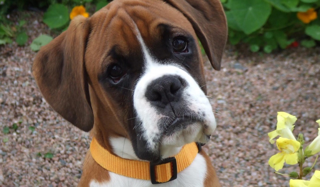 Портрет милого молодого боксёра