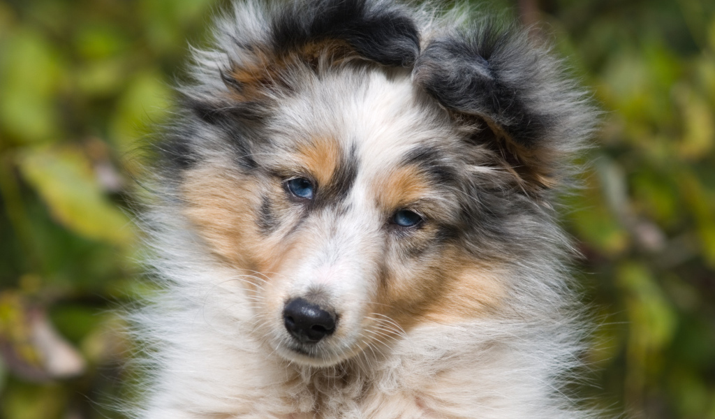 Портрет щенка породы шелти