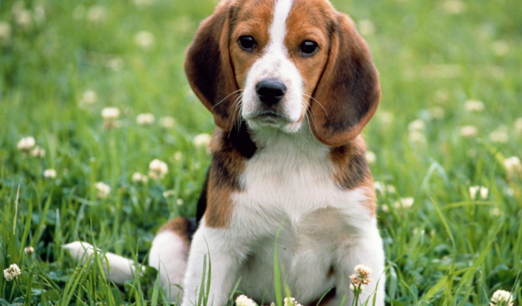 Милая грустная собака породы бигль