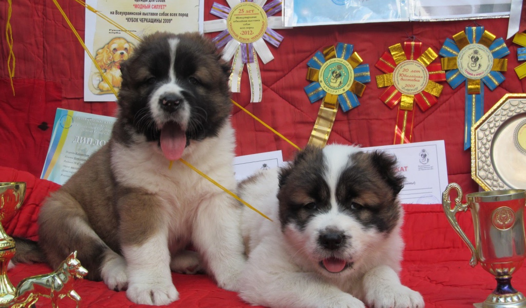 Щенки Кавказской овчарки Победители