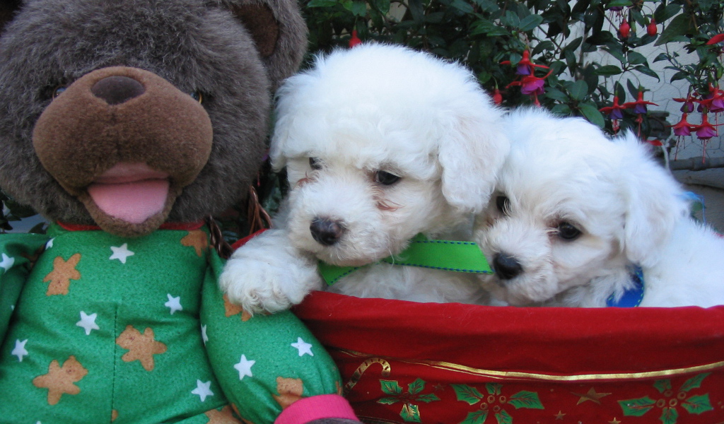 Щенки породы бишон-фриз и мягкая игрушка