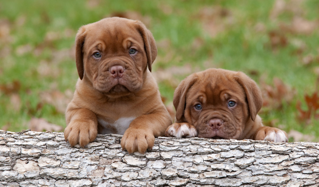Puppies of Dogue de Bordeaux trying to climb a tree