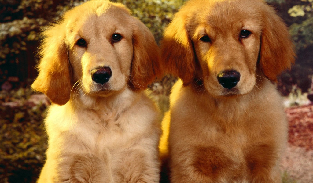 Щенки Золотого терьера