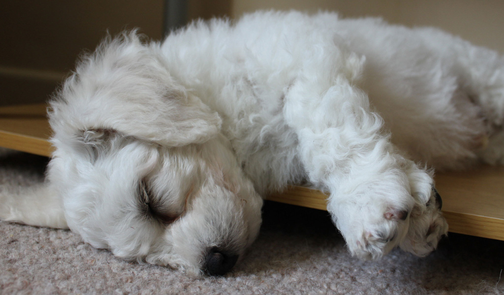 Щенок породы бишон-фриз заснул