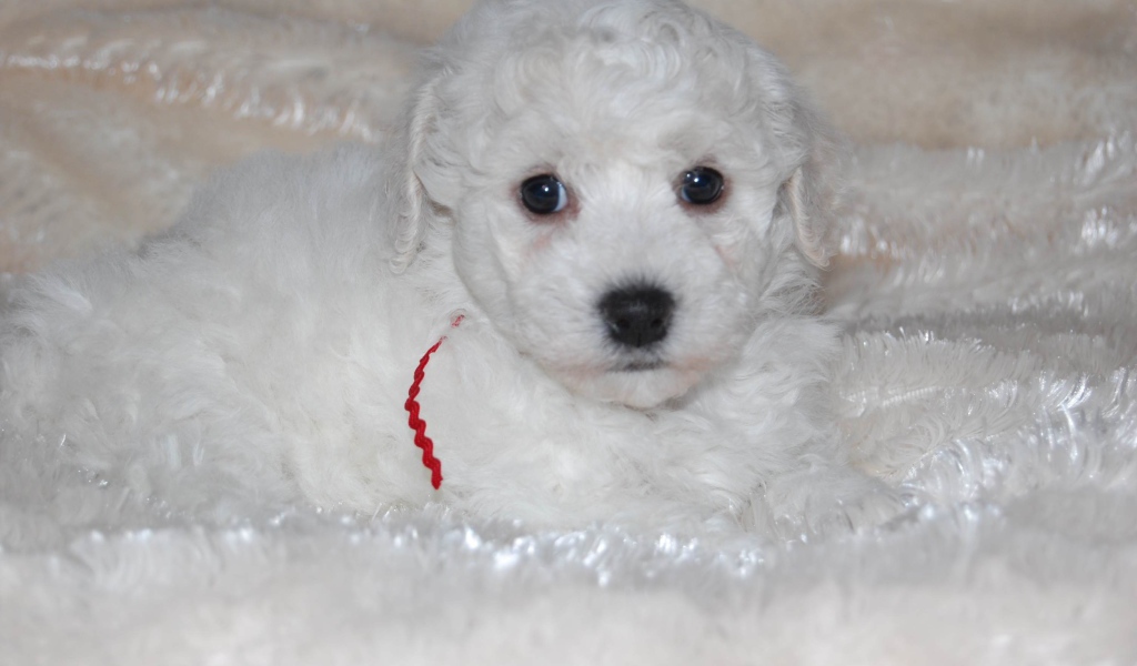 Щенок породы бишон-фриз лежит на белой постели