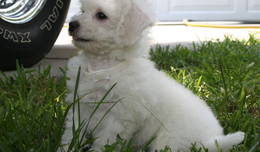 Щенок породы бишон-фриз возле машины
