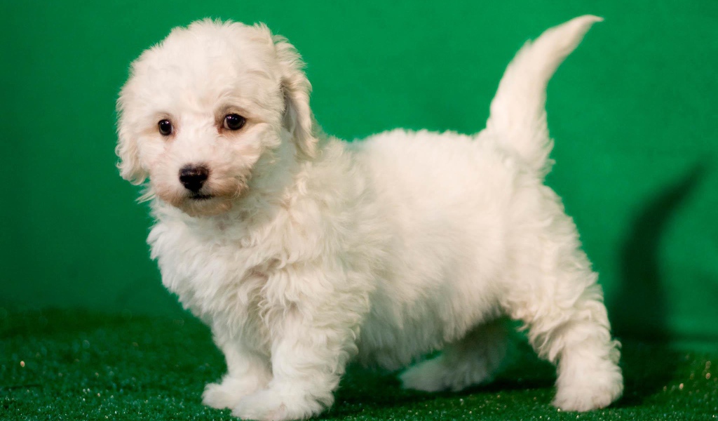 Щенок породы бишон-фриз на зелёном фоне