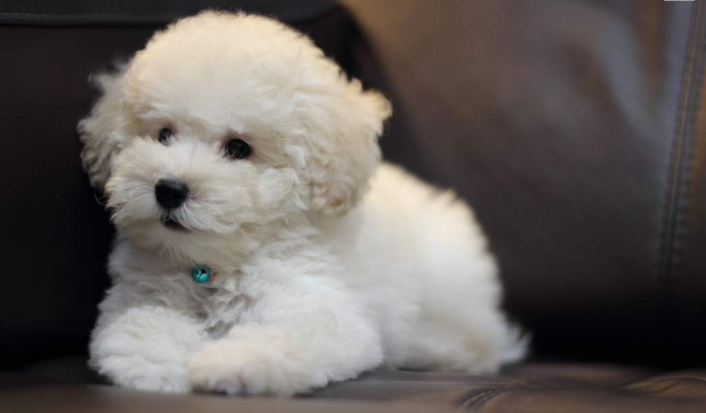 Щенок породы бишон-фриз на кожаном диване