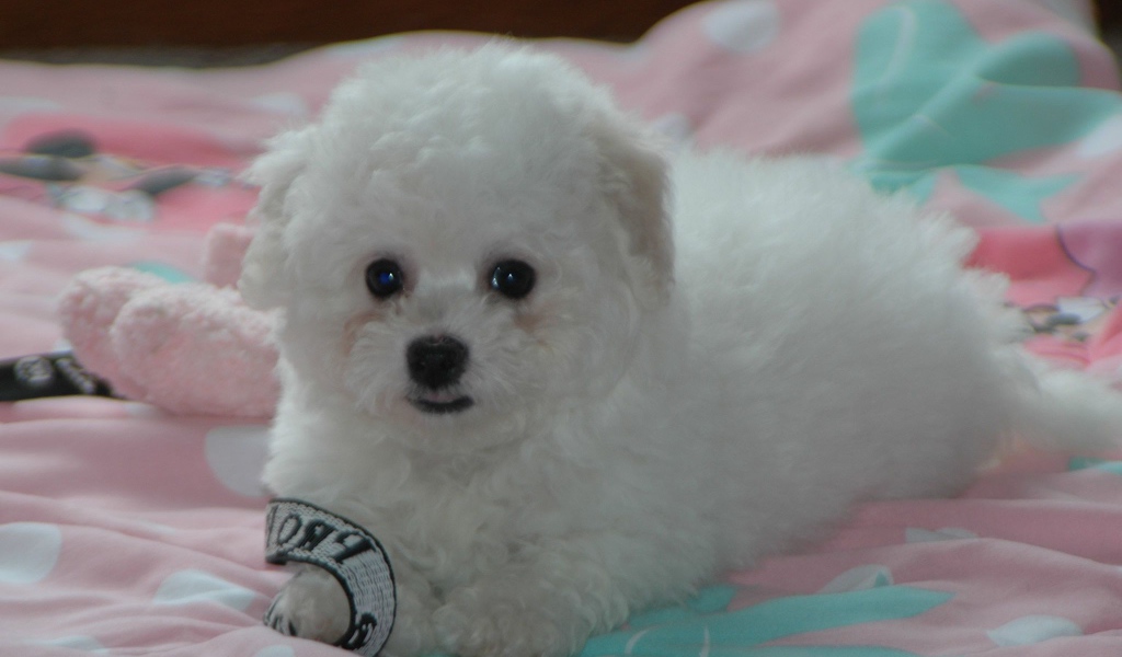 Щенок породы бишон-фриз на кровати