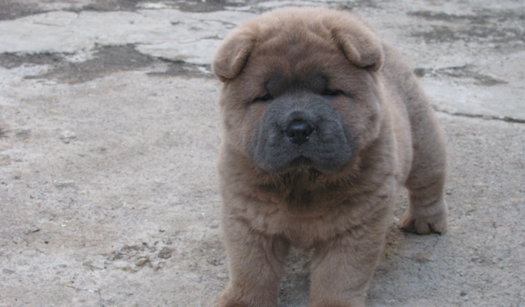 Щенок чау-чау на улице