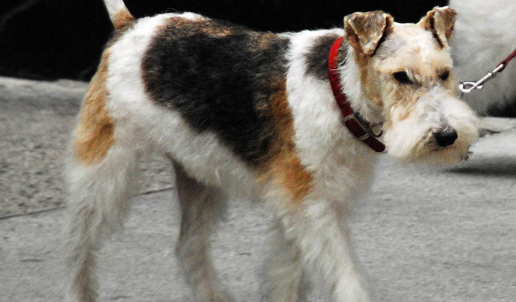 Puppy Fox terrier walking in the street