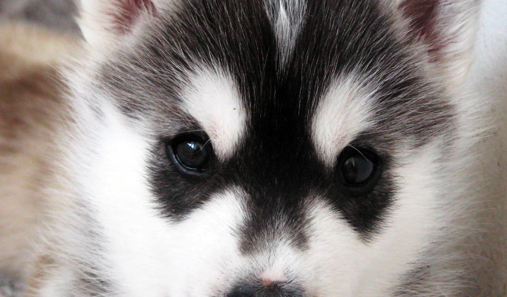 Puppy Siberian Husky close up