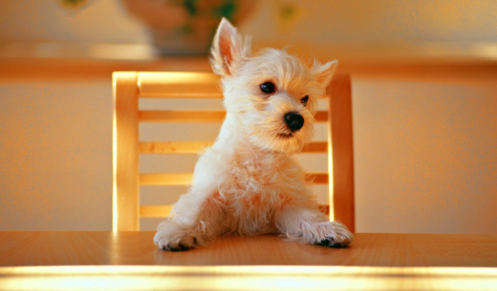 Щенок за столом