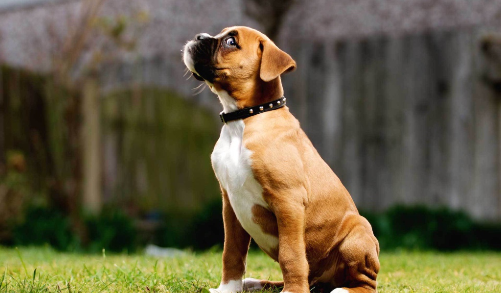 Щенок боксёра косится одним глазом