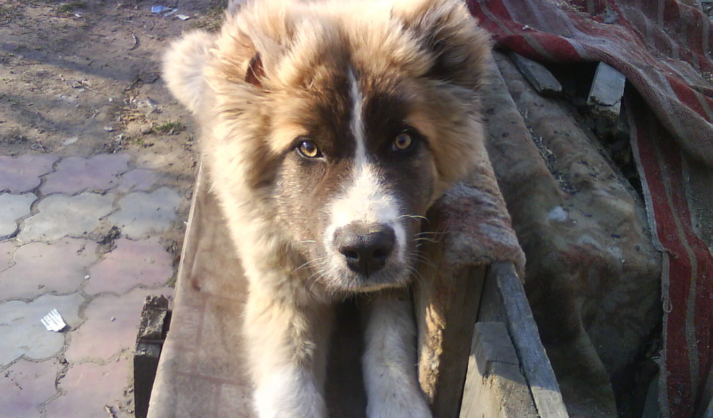 Щенок кавказской овчарки на скамейке