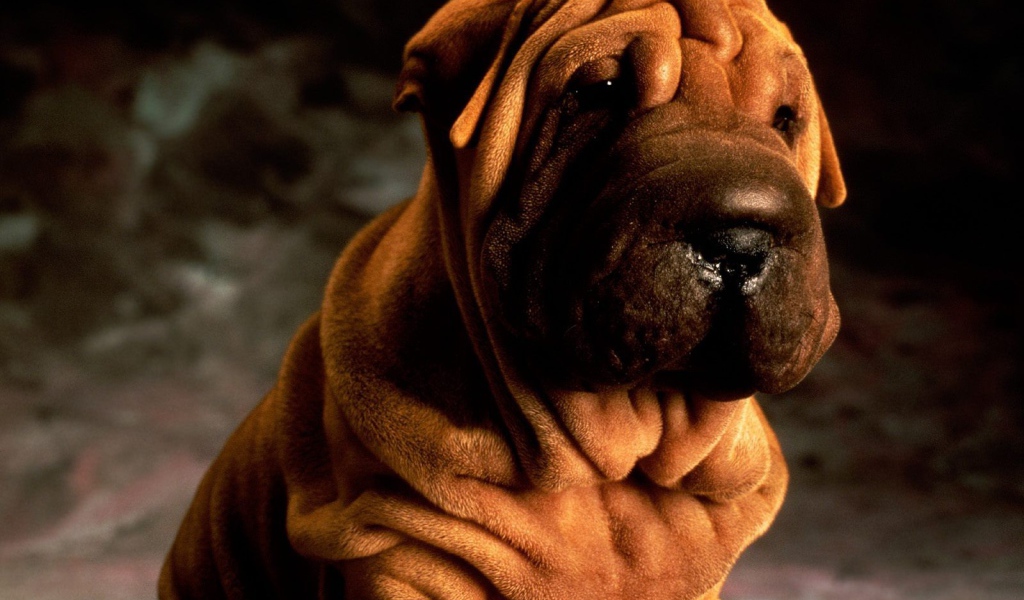 Щенок шарпей на темном фоне