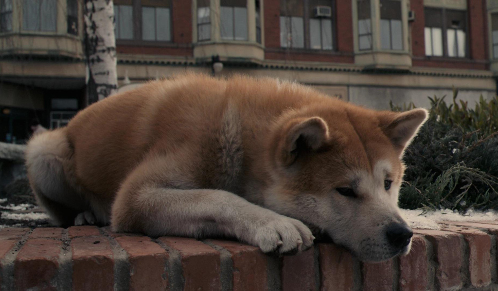 Грустная акита-ину задумалась