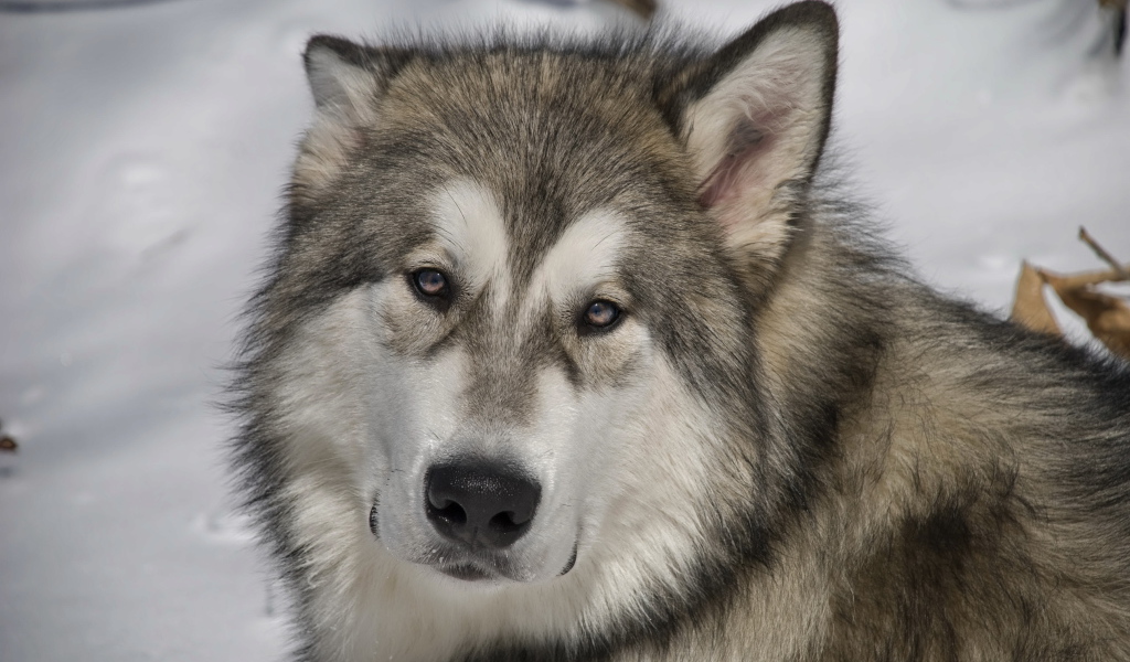 Грустный аляскинский маламут