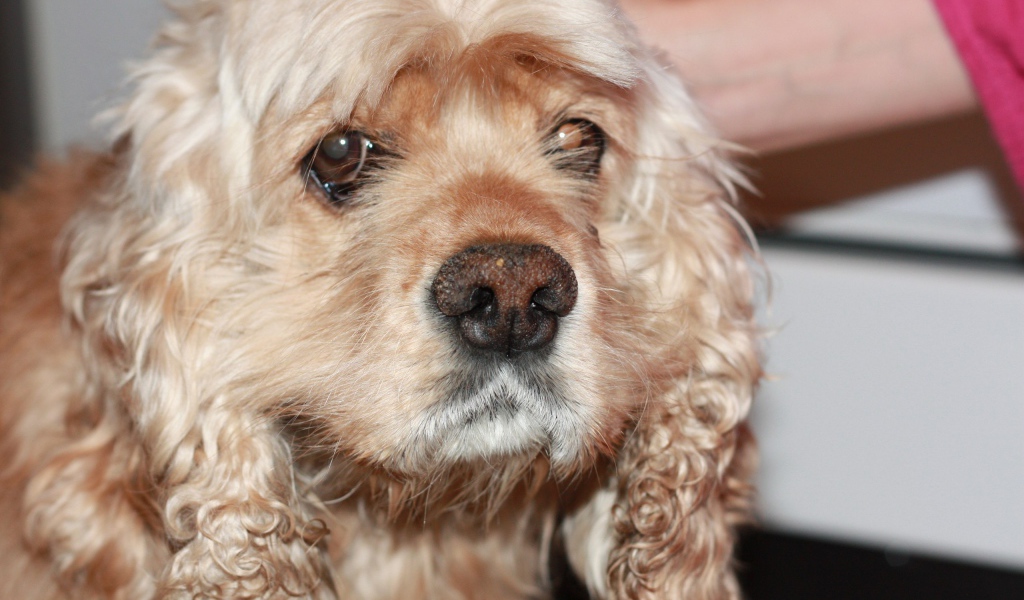 Грустный американский кокер-спаниель