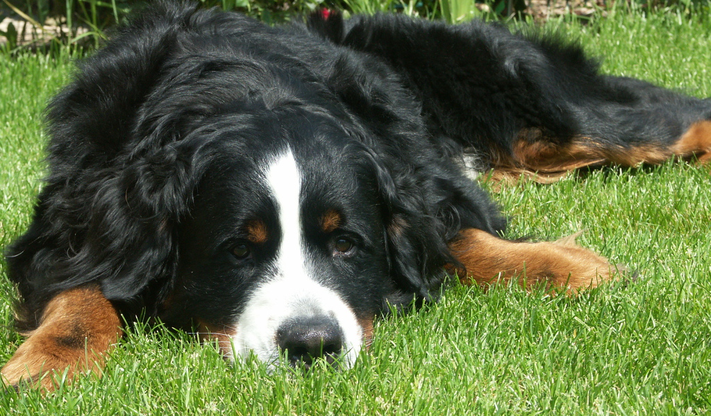 Грустная бернская пастушья собака на траве