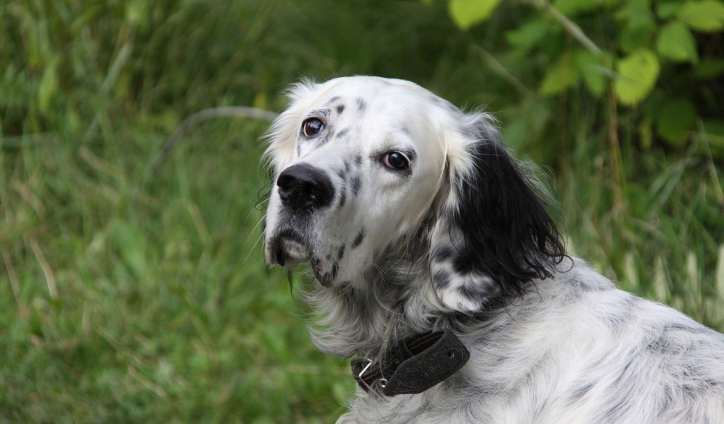 Грустный английский сеттер